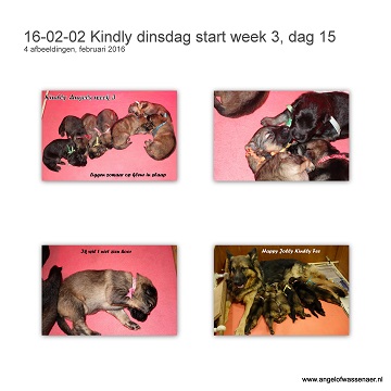 Start week 3, de pups zijn nu 2 weken oud